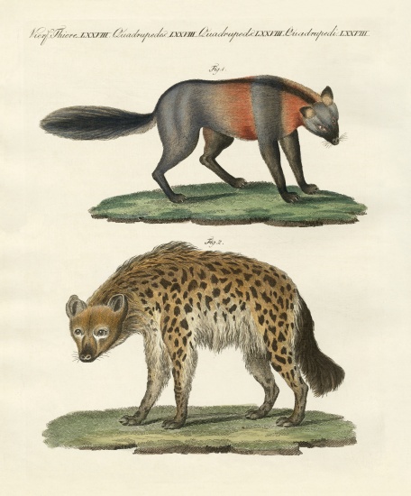 Rare four-footed animals od German School, (19th century)