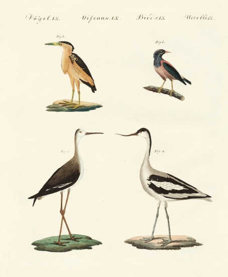 Rare German birds od German School, (19th century)