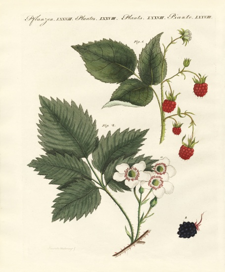 Raspberries and blackberries od German School, (19th century)