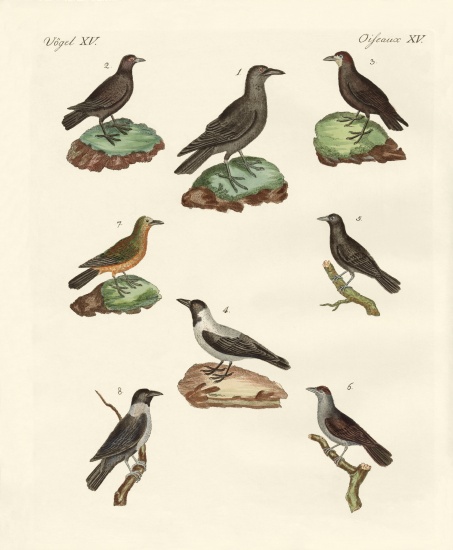 Ravens, crows and daws od German School, (19th century)