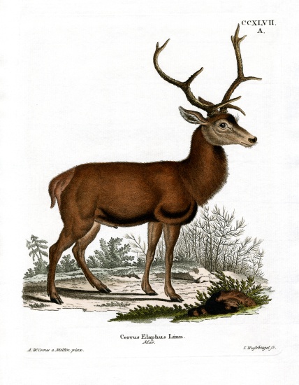 Red Deer od German School, (19th century)