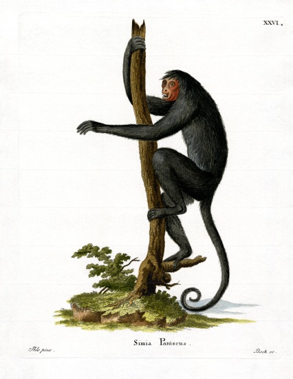 Red-faced Spider Monkey od German School, (19th century)