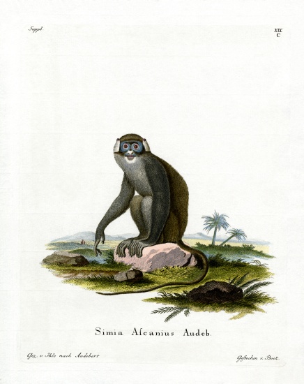 Red-tailed Monkey od German School, (19th century)