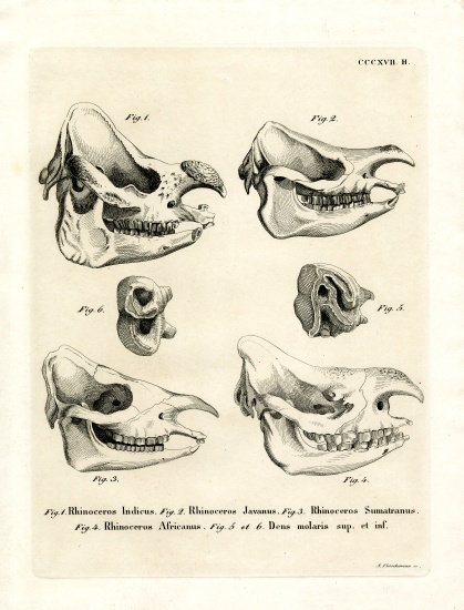Rhino Skulls od German School, (19th century)