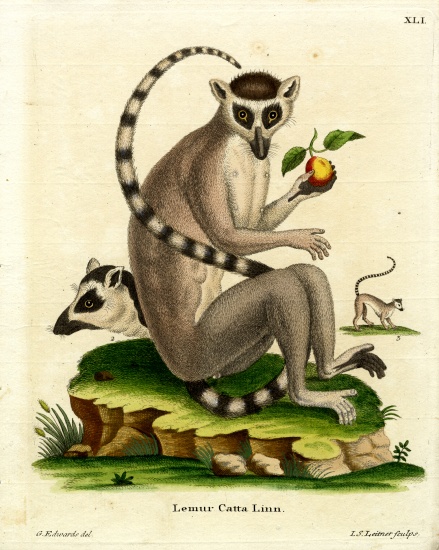 Ring-tailed Lemur od German School, (19th century)