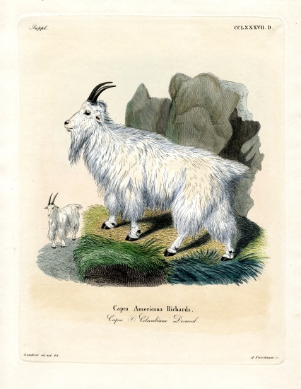 Rocky Mountain Goat od German School, (19th century)