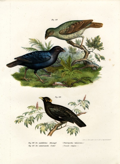 Satin Bower Bird od German School, (19th century)