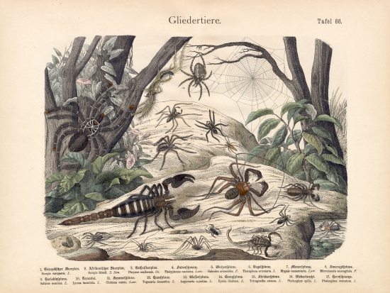 Scorpions and Spiders, c.1860 od German School, (19th century)