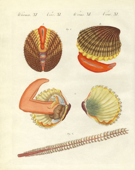 Sea creatures od German School, (19th century)