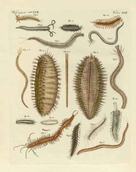 Seaworms od German School, (19th century)
