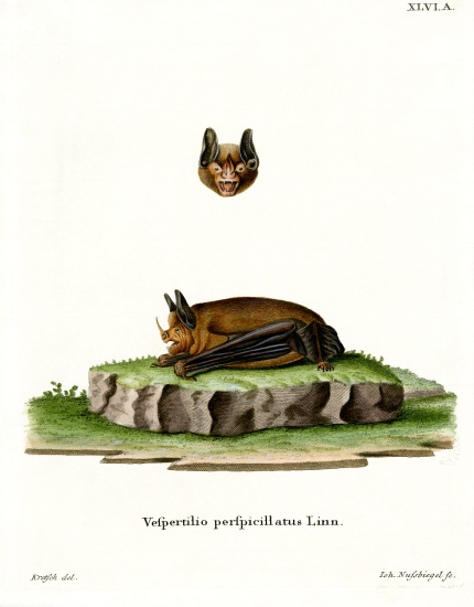 Seba's Short-tailed Bat od German School, (19th century)