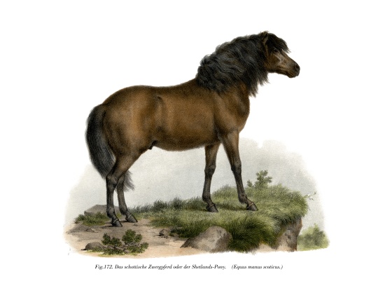 Shetland-Pony od German School, (19th century)