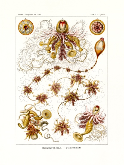 Siphonophorae od German School, (19th century)