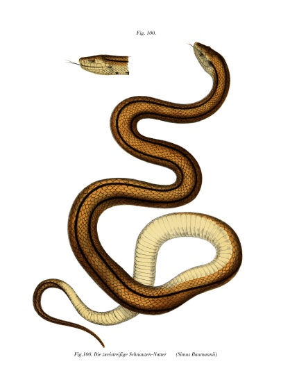 Snake od German School, (19th century)