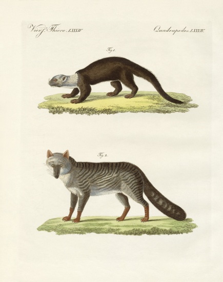 South American animals od German School, (19th century)