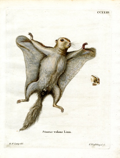 Southern Flying Squirrel od German School, (19th century)