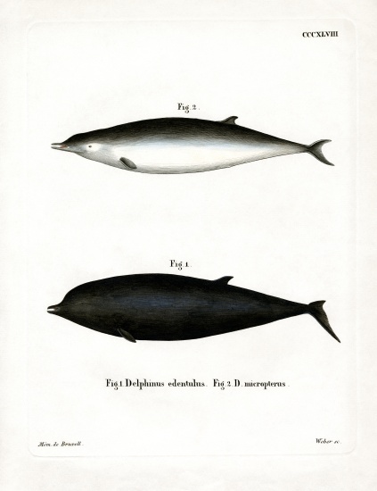 Sowerby's Beaked Whale od German School, (19th century)