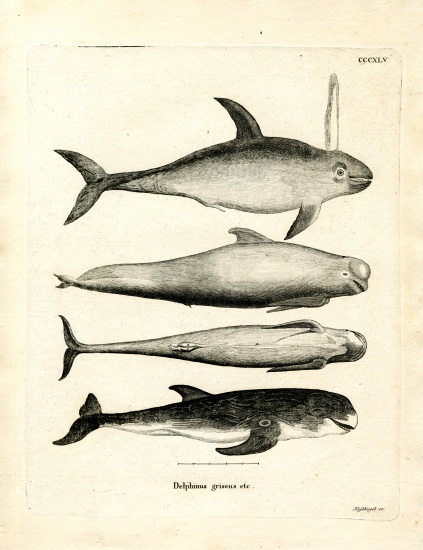 Species of Dolphins od German School, (19th century)