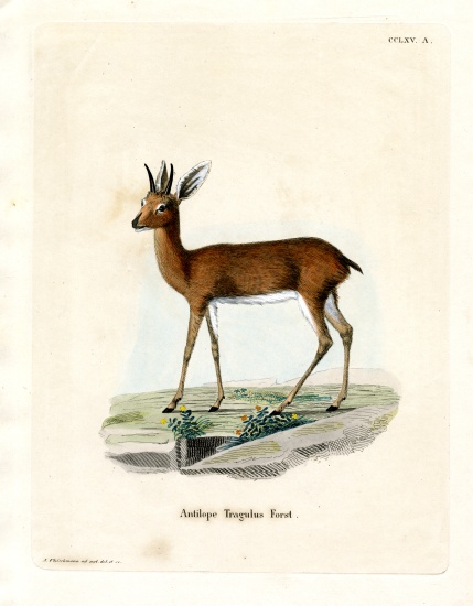 Steenbok od German School, (19th century)