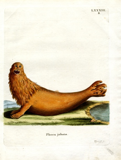 Steller Sea Lion od German School, (19th century)