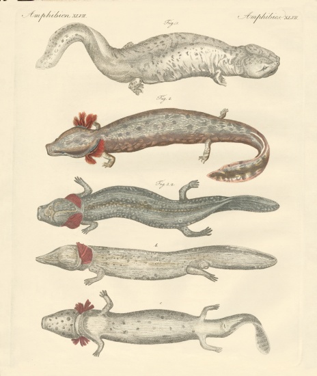 Strange amphibians od German School, (19th century)
