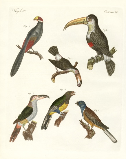 Strange birds od German School, (19th century)