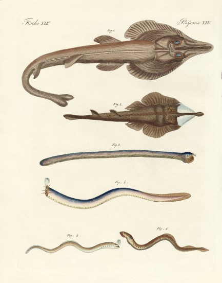Strange cartilageous fish od German School, (19th century)