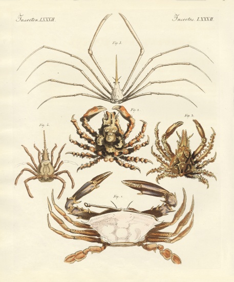 Strange crabs od German School, (19th century)