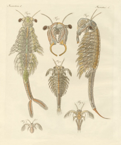 Strange crustaceans od German School, (19th century)