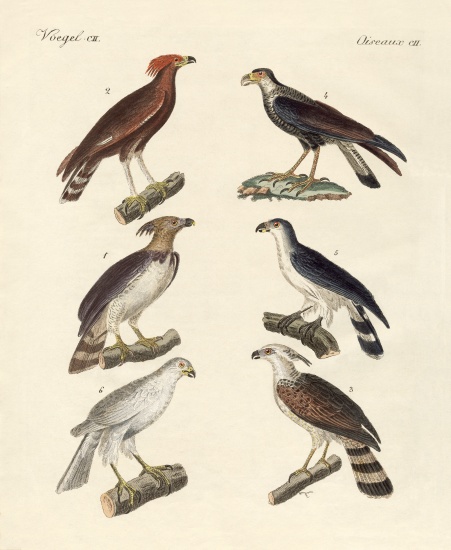 Strange eagles od German School, (19th century)