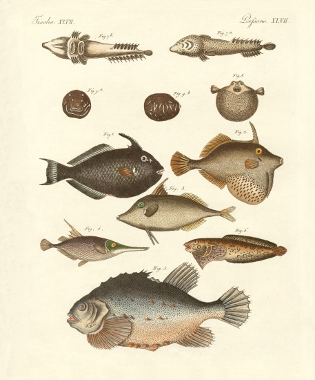 Strange fish od German School, (19th century)