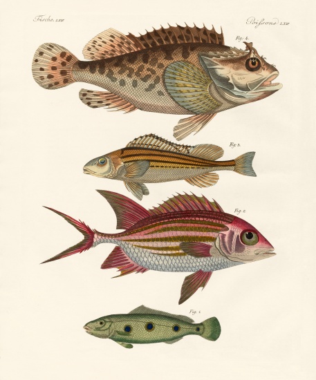 Strange fish od German School, (19th century)