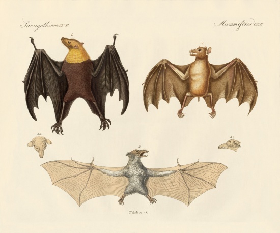 Strange flap animals od German School, (19th century)