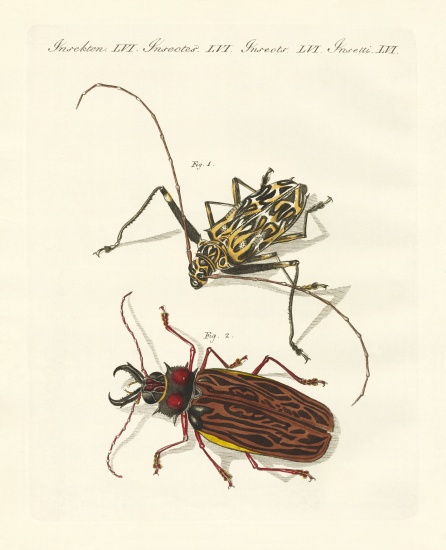 Strange foreign beetles od German School, (19th century)