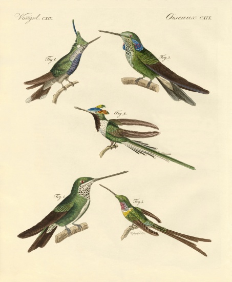 Strange hummingbirds od German School, (19th century)