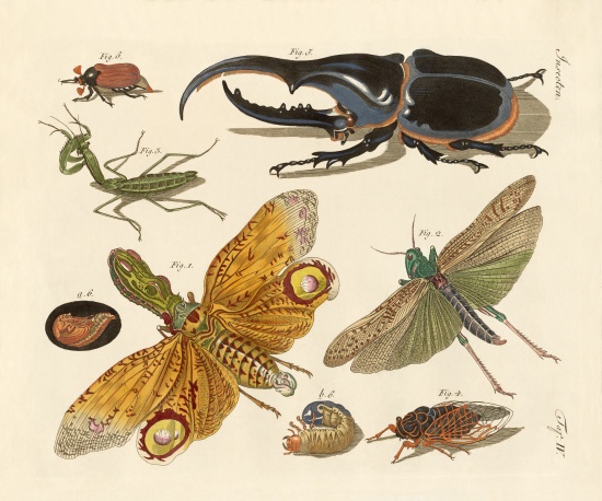 Strange insects od German School, (19th century)
