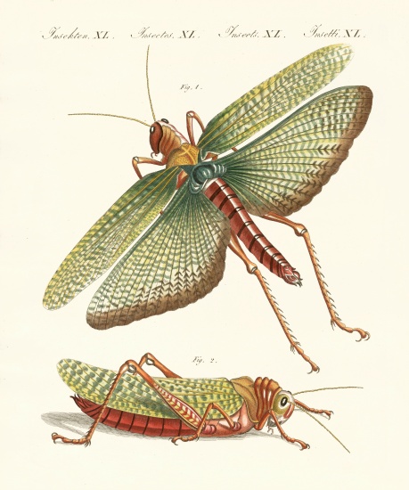 Strange insects od German School, (19th century)