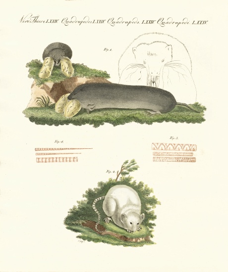 Strange mammals od German School, (19th century)