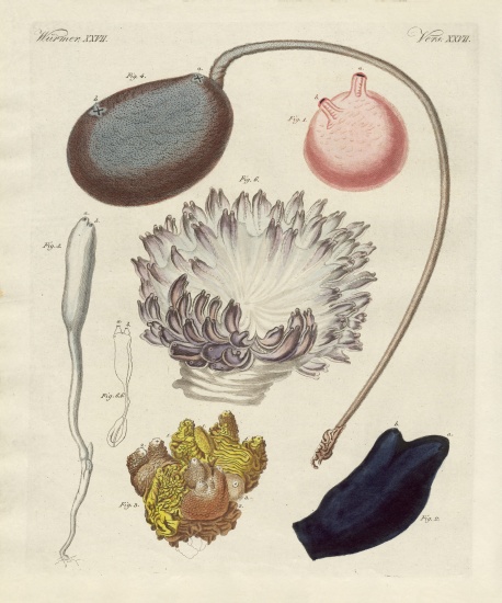 Strange molluscs od German School, (19th century)
