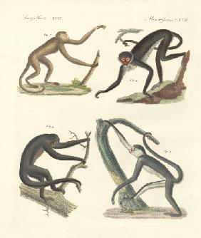 Strange monkeys of the new continent