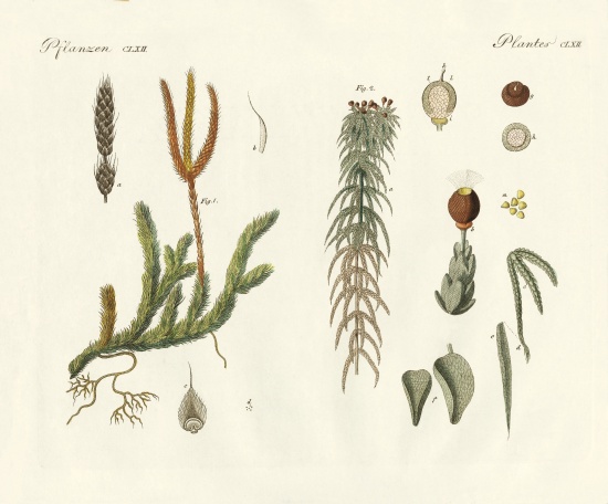 Strange mosses od German School, (19th century)