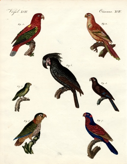 Strange parrots od German School, (19th century)