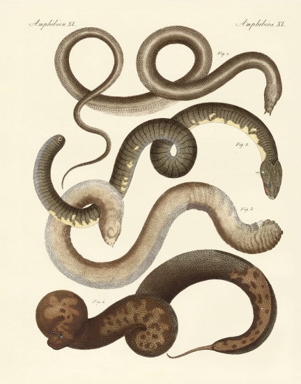 Strange snake od German School, (19th century)