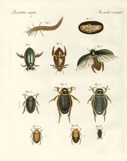 Strange swimming beetles od German School, (19th century)