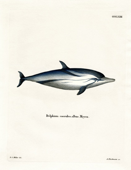 Striped Dolphin od German School, (19th century)
