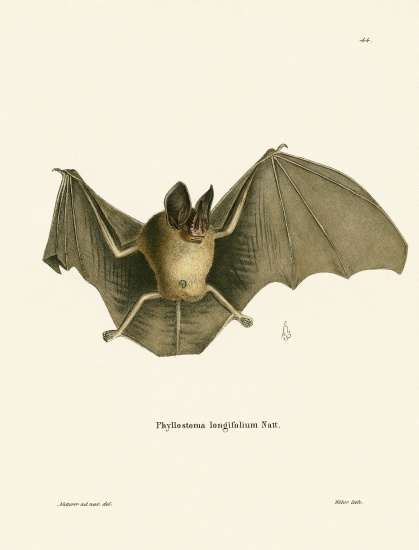 Striped Hairy-nosed Bat od German School, (19th century)