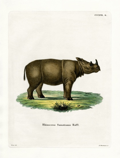 Sumatran Rhinoceros od German School, (19th century)