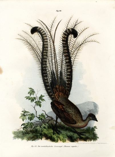 Superb Lyrebird od German School, (19th century)