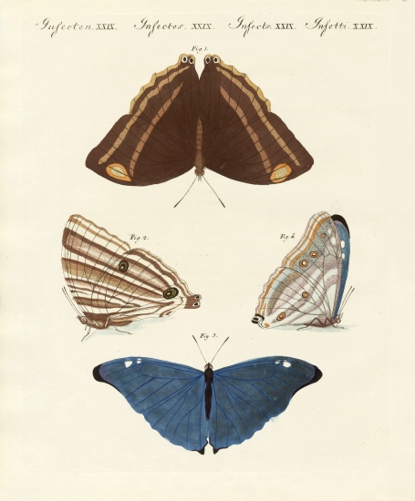 Surinam butterflies od German School, (19th century)