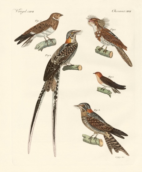 Swallow-like birds od German School, (19th century)